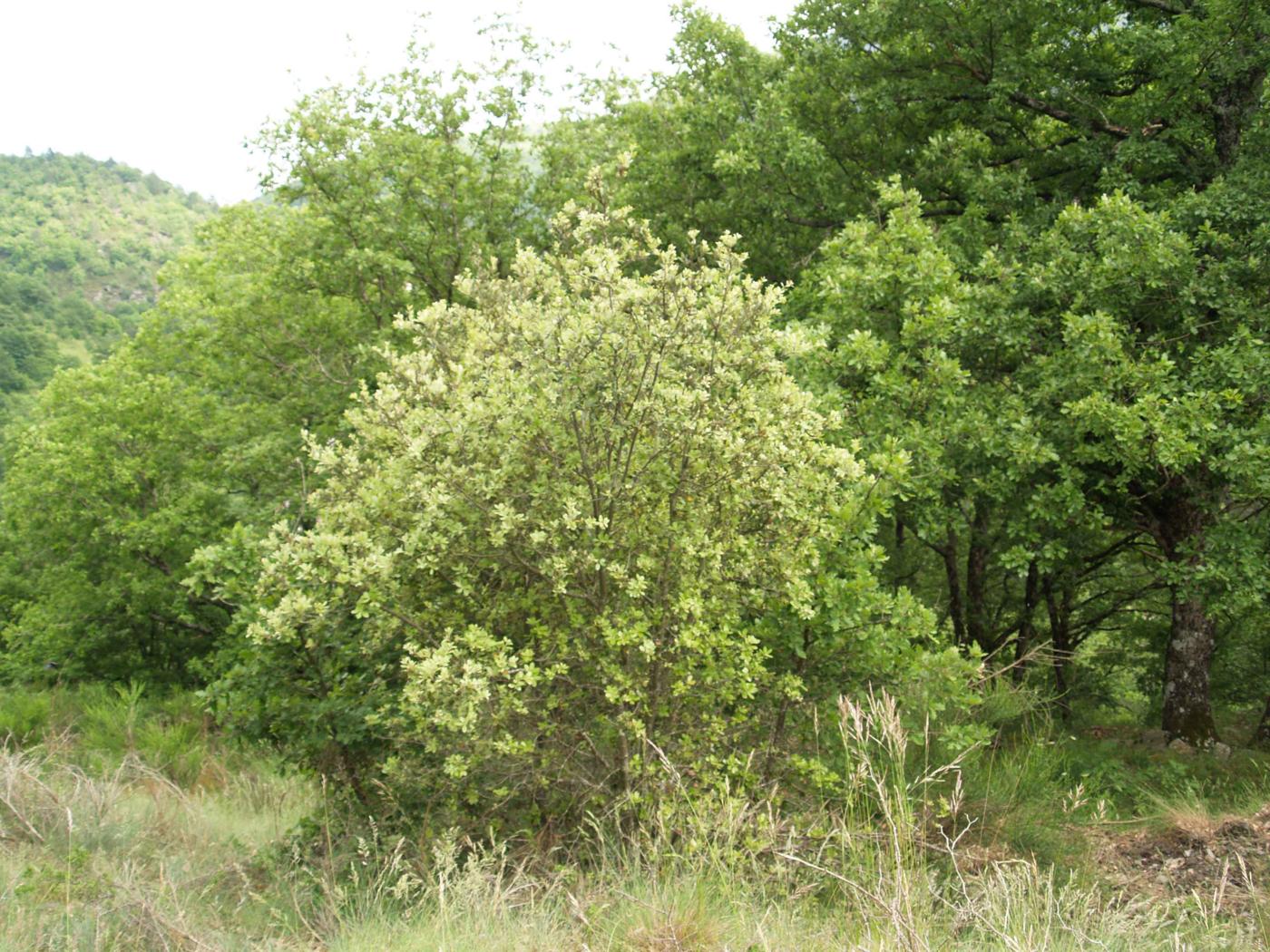 Oak, Holm plant